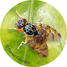 Imagen de Mosca de la fruta: una invitada no deseada